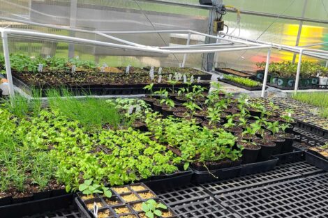 Seedlings growing in the LaFarm greenhouse