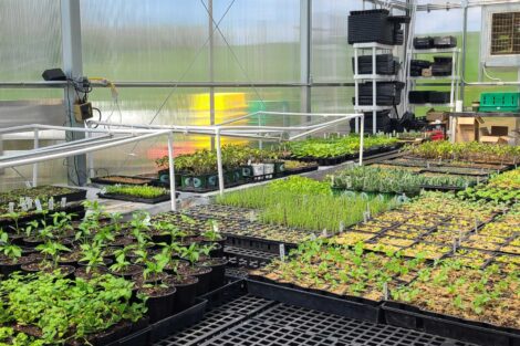 Seedlings growing in the LaFarm greenhouse